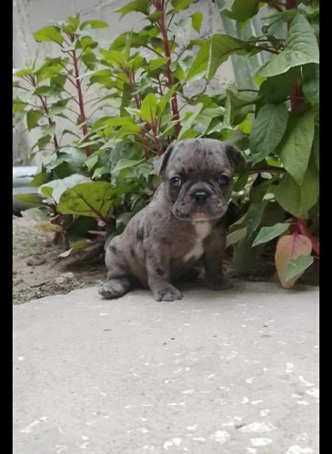  Bulldog Frances Blue Merle