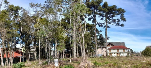 Imagem 3 de 8 de Terreno - Centro - Ref: 347519 - L-347519