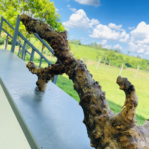 Tronco Raiz Natural Para Plantar Mudas De Orquídeas