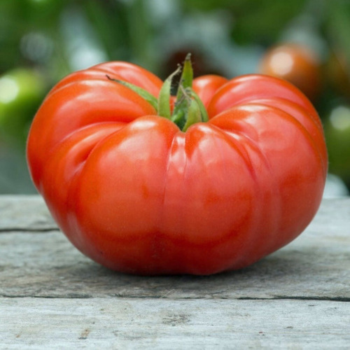 Imagen 1 de 3 de 200 Semillas Tomate Platense Huerta Hortaliza