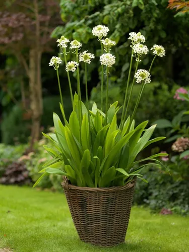 Bulbos X2 De Ornithogalum Arabicum Blanco Bulbo De Holanda