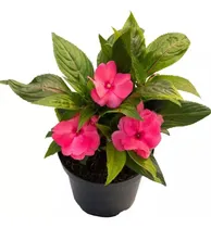 Comprar Semillas De Besitos Germinacion Semillas Flores