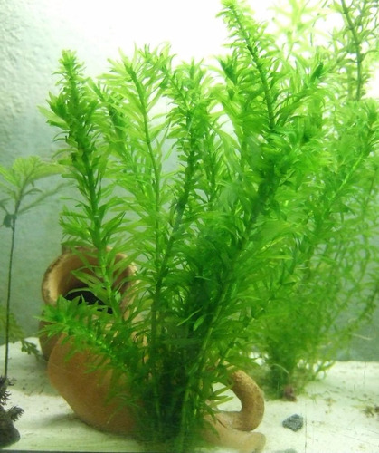 Planta Acuática Elodea