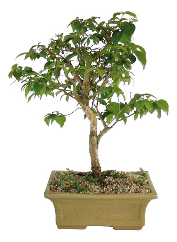 Bonsai De Pitanga 6 Anos Fertilizada, Com Vaso 