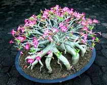 Comprar Semillas De Rosa Del Desierto De Color Mixto Adenium Obesum