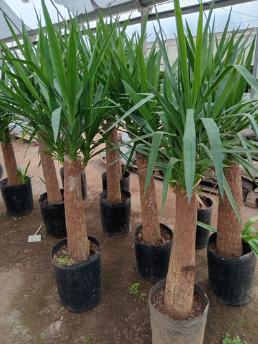 Palmera Yuca Gloriosa Tropical Grande 180cm. E.gratis Amba
