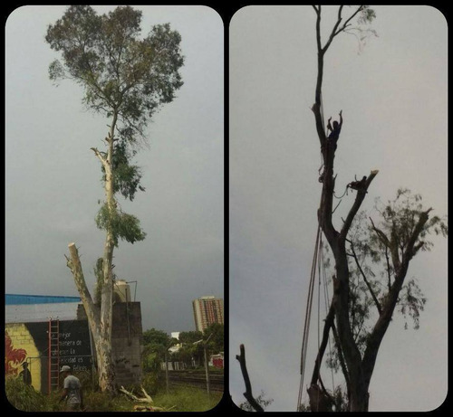 Podas De Arboles Altura Desmontes Talas Extracción De Raíces