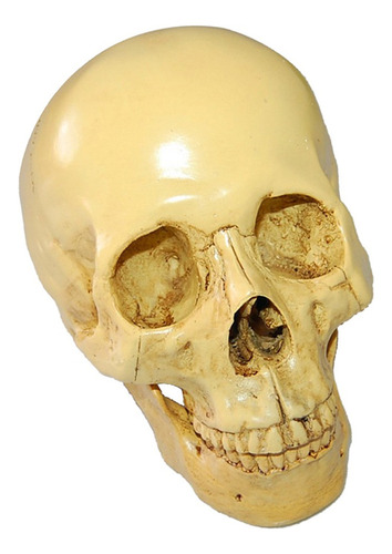 L Simulación De Cráneo Humano De Resina Gótica 1:1
