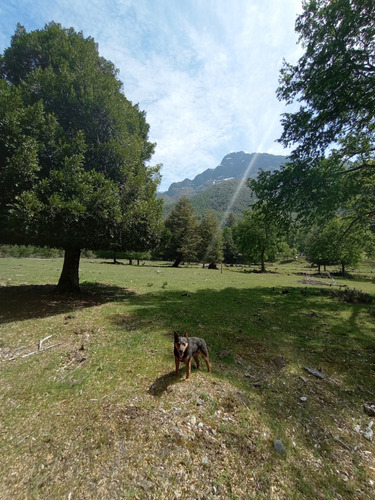 Terreno Cerca Reserva Nacional Malleco, 6.100 Mt2
