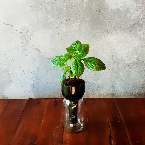 Plectranthus Ciliatus Little Plant 15 The Little Yisus