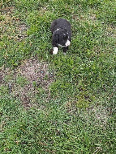Imagen 7 de 7 de Cachorros Border Collie