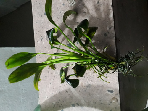 Paquete De Plantas Acuaticas