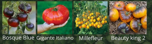 Semillas Tomates Raros Y Exoticos 12 Variedades