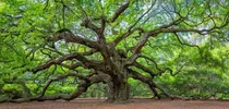 Comprar Semillas De Roble Para Plantar 5 Semillas Frescas Grandes Qu