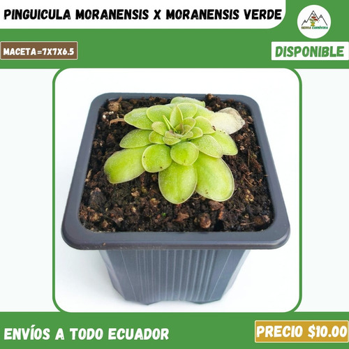 Plantas Carnívoras | Variedad De Géneros Y Especies