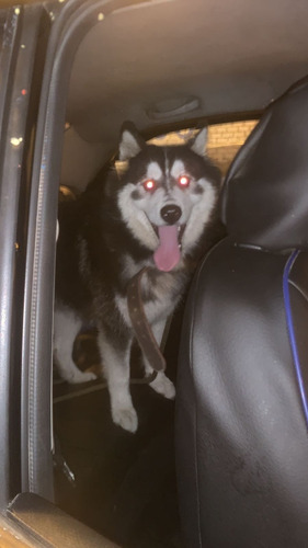 Cachorro Husky Siberiano 100%con Heterocromia 