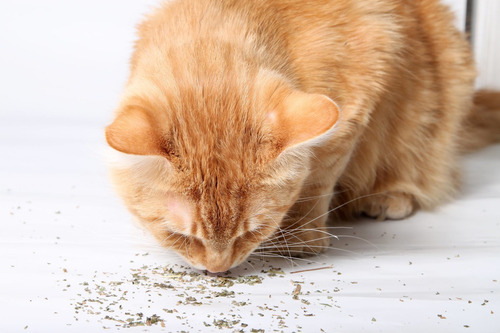 Imagem 5 de 5 de Catnip Erva Para Gatos Natural Relaxante 5g Chalesco