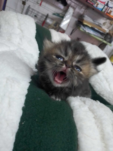 Imagen 5 de 5 de Gatos Persas