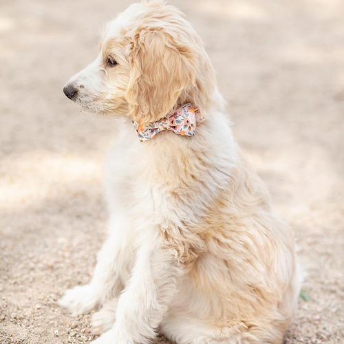 Collar Para Perro (l-bl) Con Hebilla De Seguridad Con Forma