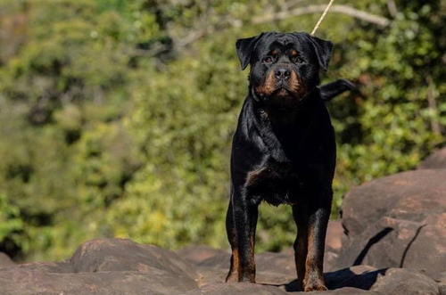 Rottweilers Filhos Do N.1 Brasil 2012 Mamute Rottland