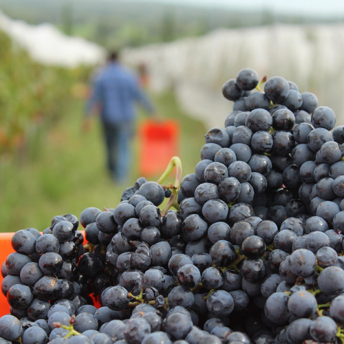 Abolengo De Don Juan Cab Sauv Vino Tinto Mexicano C Medallas