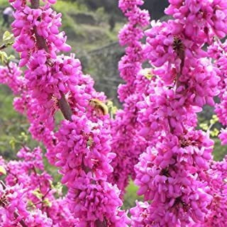 30+ Eastern Redbud Tree Cercis Canadensis Semillas Frío Hard