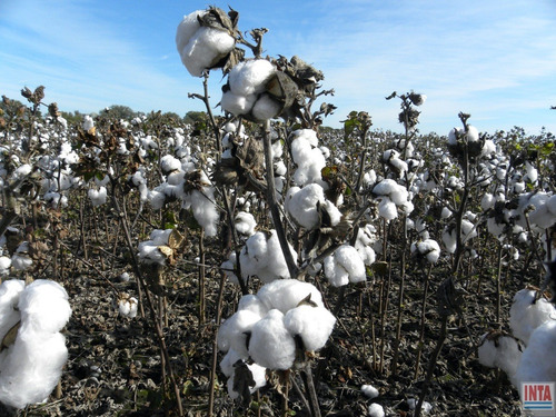 10 Semillas De Algodon O Algodonero - Gossypium Hirsutum