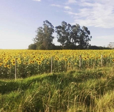 Campo 78 Hectareas Miramar 75% Cultibable Y Ganadero