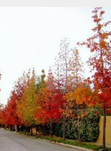 Arbol Liquidambar Ornamental