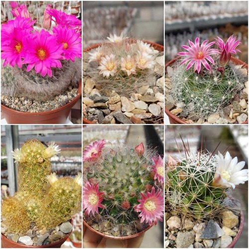 Semillas Cactus Mammilaria Mix