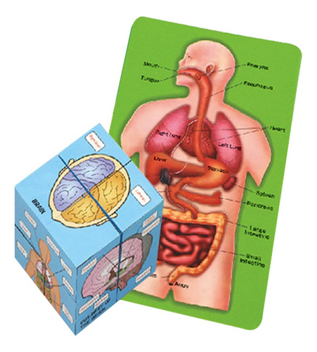 Libro De Cubo De Organos Del Cuerpo Humano, Herramientas De