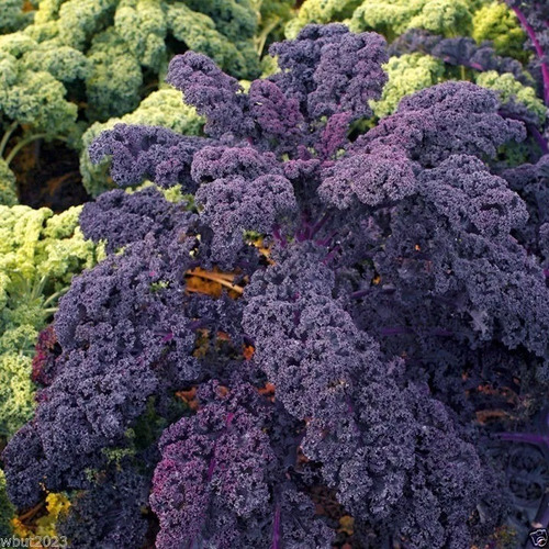 Semillas De Kale Rizado Rojo! Morado Intenso Sacarlet!