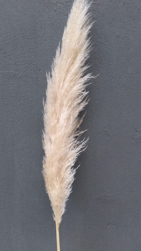 Vara De Pampa Grass X5u - Mimbreria Lascala Beige