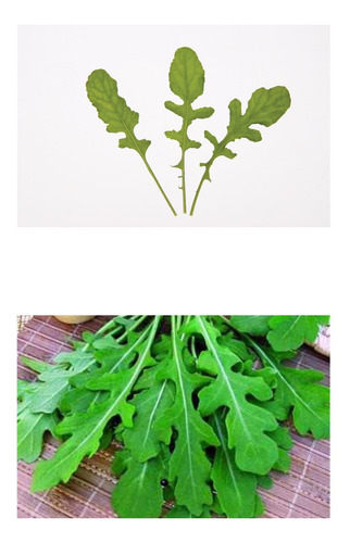 Imagem 2 de 8 de Rucula Cultivada Baby Leaf Hortaliças Ervas Sementes P/mudas