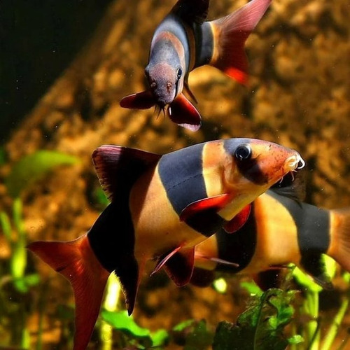 Peces Locha Payaso Acuario