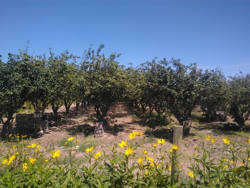 Imagen 9 de 14 de Finca 10 Has. G Alvear Mendoza. 100% En Producción. Excelente Casa Amplia. Podría Considerar Alguna Permuta Que No Sea Inmueble. Precio Conversable.