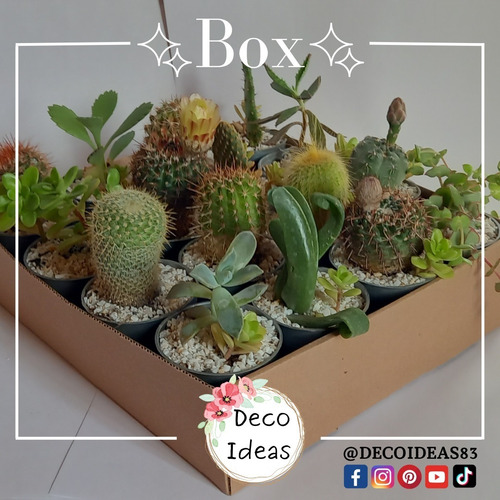Imagen 1 de 4 de Especial Box De Cactus - La Caja Incluye 16 Cactus Surtidos