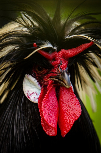 Huevos De Gallina Polaca