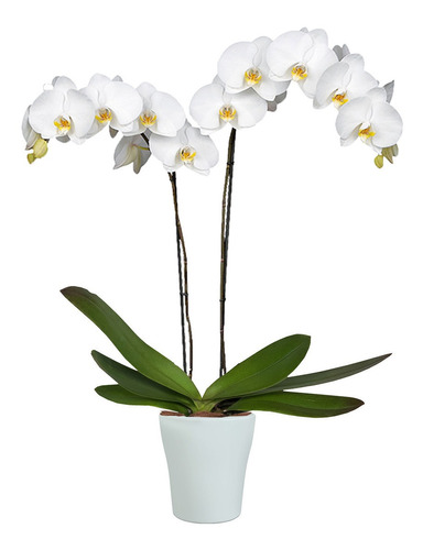 Orquidea Phaleanopsis 2 Varas - Naturaleza Activa