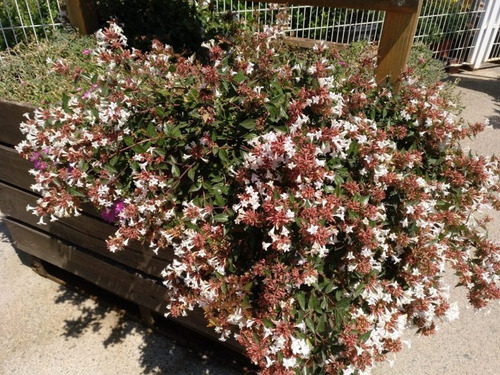 Filadelfus Grandiflora Excelentes Variedad De Tamaños