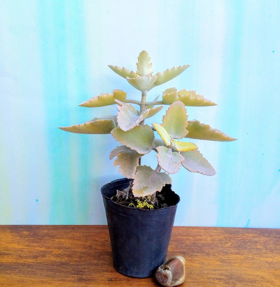 8 cms suculentas crasas kalanchoe beharensis subnuda planta de aprox