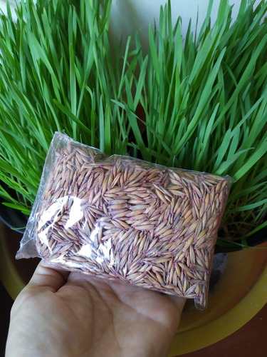 Imagen 1 de 4 de Pasto De Avena Ya Crecido Y Semillas. Gatos, Perros,conejos.