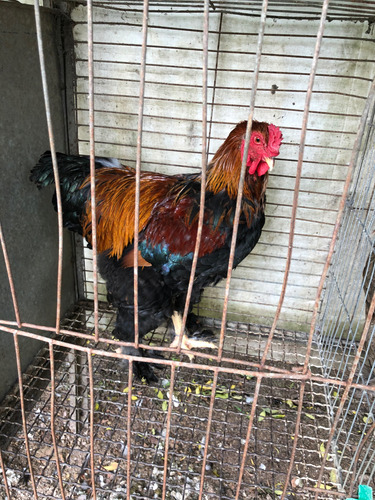 Brahma Perdiz Aperdizado (Usado)
