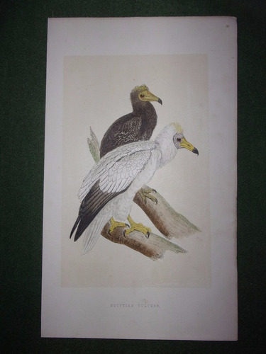 P{ajaro  Egyptian Vulture  Grabado De Morris De Londres 1866