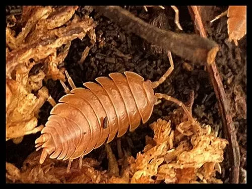 Isópodos Naranja Para Biohábitats De Anfibios-reptiles-inver