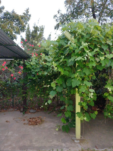 Casa Con Garaje Descubierto, Amplio Frente, Fondo Con Árboles Frutales Y Quincho