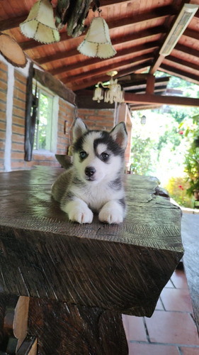 Cachorro Husky Siberiano 