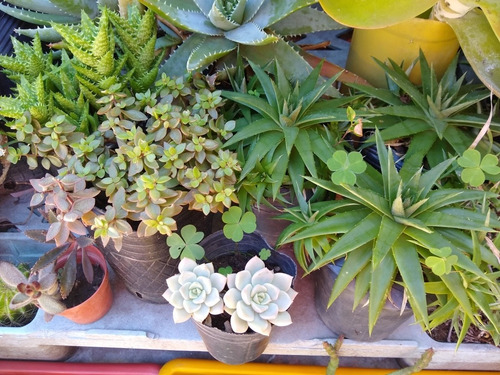 Echeveria Coccinea - Setosa / Suculenta Maceta Cultivo N°12