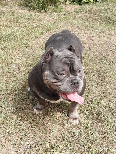 Imagen 2 de 5 de Exotic Bully 940545525 Cachorra Hembra