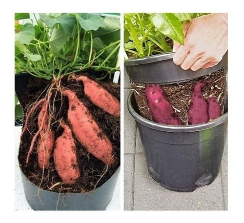 25 Mudas De Batata Doce Laranja + 1 Yacon (minas Gerais)
